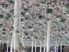 Snowdrop carpet.