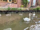 Swan family time....